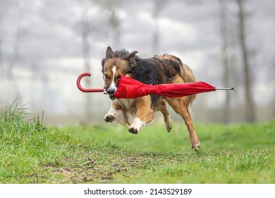 Rainy Days: Funny Portrait Of A Tricolor Border Collie Dog Retrieving A Red Umbrella At A Bad Weather Day