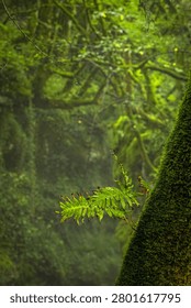 Rainy forest background. Moss blankets ancient tree trunks, thick and green. Ferns sway gently near the forest's misty edge. Sunlight filters through leafy branches above. This is a quiet, untouched woodland sanctuary. Vertical view.