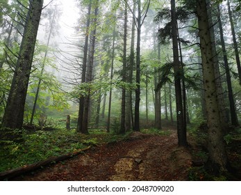 Rainy forest in Bieszczady mountains