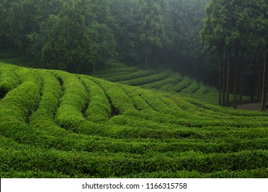 Rainy Greentea Farm In Korea