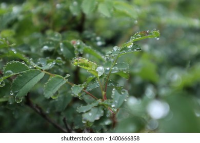 A rainy leaf in the forest