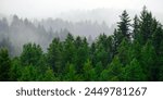 Rainy raining lush green pine tree forest forrest in wilderness mountains