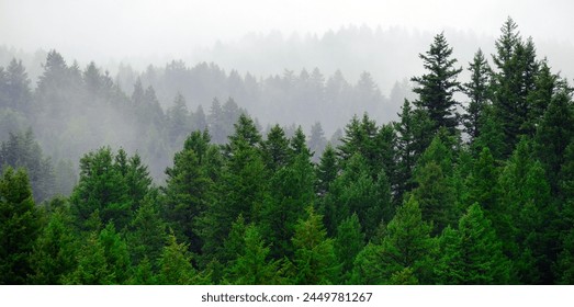 Rainy raining lush green pine tree forest forrest in wilderness mountains - Powered by Shutterstock