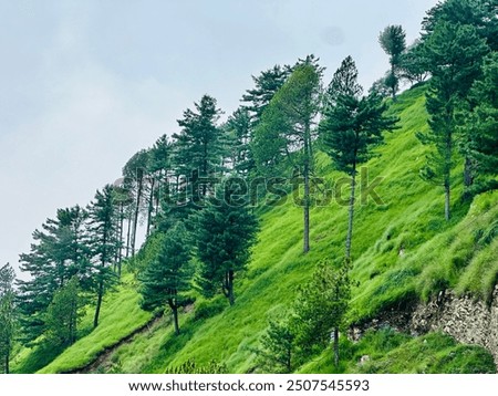 Rainy raining lush green pine tree forest in wilderness mountains