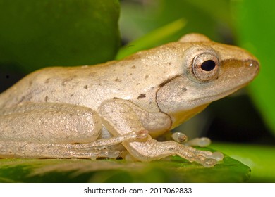 Rainy Season Arrives, A Gold Frog Hides Behind Green Leaves