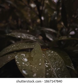 The Rainy Season Has Come - Shutterstock ID 1867147840