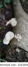 The Rainy Season Mushrooms Thrive Because Of The High Humidity