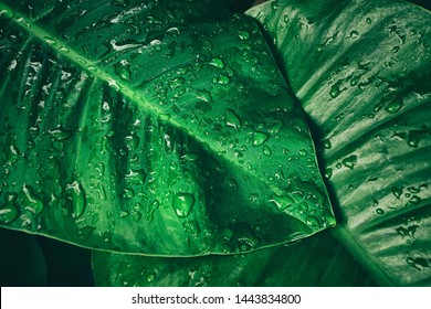 Rainy Season, Water Drop On Green Palm Leaf, Big Foliage In Rain Forest, Nature Background