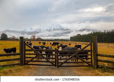 A Rainy, Winter Farm Scene In New Zealand, With Cattle Behind A Wooden Farm Gate And Snowy Mountains In The Background