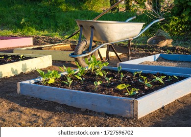 Raise planters square foot gardens growing fresh organic vegetables becoming self sufficient during COVID-19 - Powered by Shutterstock