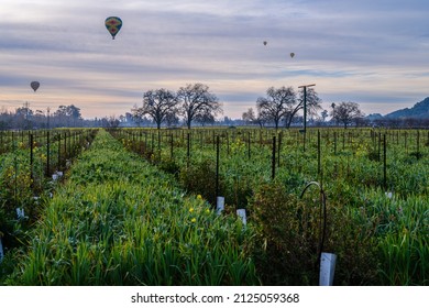  Raise The Winter Chill With An Early Morning Hot Air Balloon Journey Across  Napa Valley, California