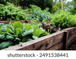 A raised bed in a garden growing vegetables