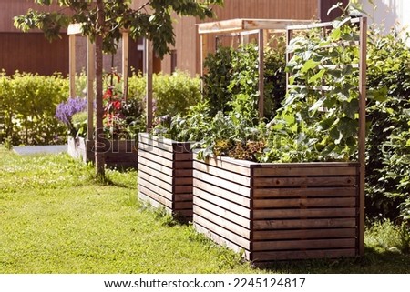 Raised Bed for Growing Fresh Vegetables and Herbs in Garden Yard. Homegrown, Eco Gardening in Community Courtyard.