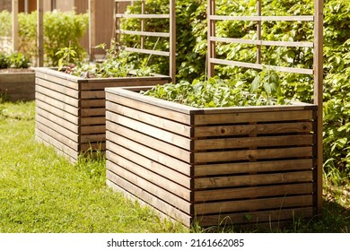 Raised Bed Growing Plants Herbs Spices and vegetables in Urban Community Garden. Gardening High Warm Wooden Garden Bed for Greenery. 