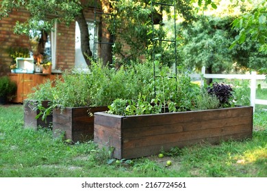 Raised Bed Growing Plants Herbs and Spices in backyard at home. Gardening. High warm wooden garden bed for greenery in urban community garden. Rustic Vegetable and Flower Garden with Raised Beds.