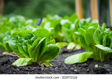 Raised Bed Vegetable Garden 