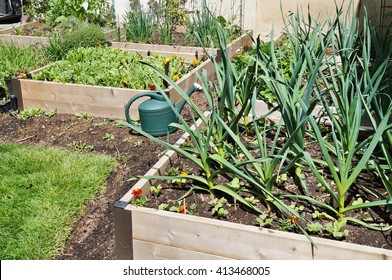 Raised Bed Vegetable Garden In Spring