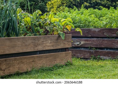 Raised Bed Vegetable Garden In Summer