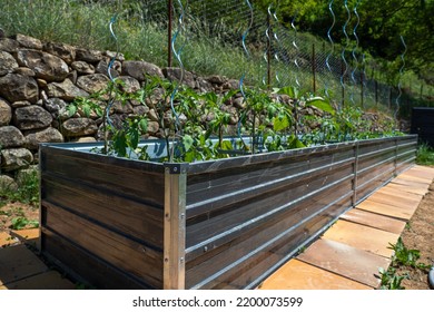 Raised Bed Vegtable Garden In Recycled Metal Container