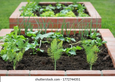 Raised Beds Gardening In An Urban Garden Growing Plants Herbs Spices Berries And Vegetables. Harvesting Lettuce .