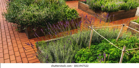 Raised Beds In An Urban Garden Growing Plants Flowers, Herbs Spices And Berries
