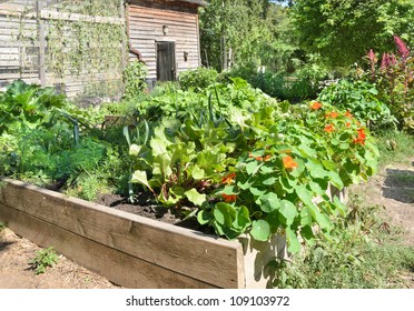 Raised Beds In Vegetable Garden