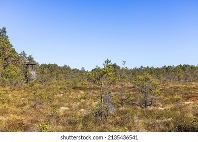 Raised Bog With A Hunting Tower At The Forest