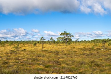 Raised Bog With Pine Trees In The Summer