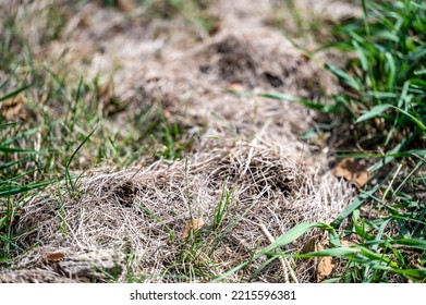 Raised Dead Zigzag Patch Of Grass Caused By A Mole Tunnel Unground.