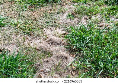 Raised Dead Zigzag Patch Of Grass Caused By A Mole Tunnel Unground.