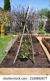 Raised Flower Bed With Plants In The Backyard