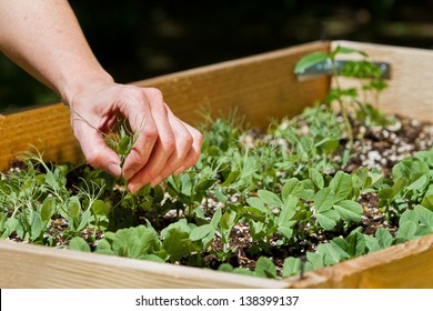 Raised Garden Beds In The Back Yard Female Hands Picking Pea Sprouts