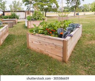 Raised Garden Beds In Community Garden