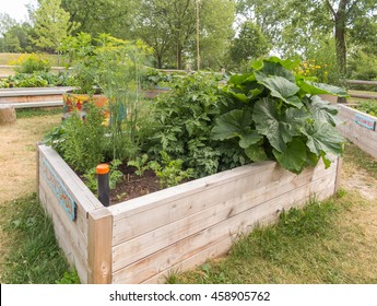 Raised Garden Beds In Community Garden