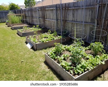 Raised Garden Beds With Loads Of Vegetables