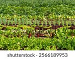 Raised garden beds with spinach plants, vegetables and green onion in community garden with citizen’s houses on background. Cultivation of self sustainable small city farm with salad and herbs.