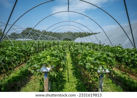 raised rows of strawberry plants at a pick your own farm in an open poly tunnel frame.