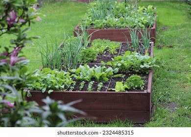 Raised vegetable beds. Vegetables grown in your own garden. - Powered by Shutterstock