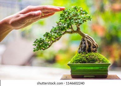 Bonsai Tree House Stock Photos Images Photography Shutterstock