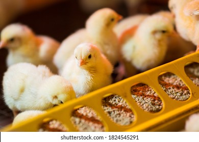 raising chickens on a poultry farm