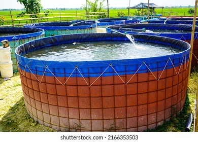 Raising and cultivating fish by using fish ponds made of round or circular tarpaulins that can maximize fish production with a narrow and limited production area in Pati, Central Java, Indonesia, Asia - Shutterstock ID 2166353503