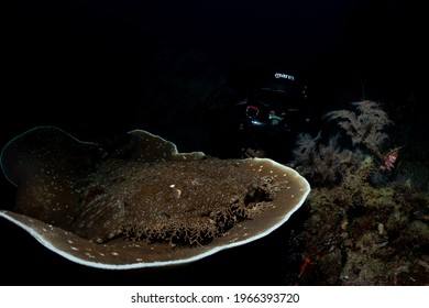 Raja Ampat, Indonesia,  April 29th 2021: Diver and a tasselled carpet shark