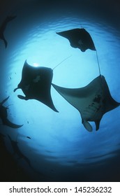 Raja Ampat Indonesia Pacific Ocean Silhouettes Of Manta Rays (Manta Birostris) Low Angle View