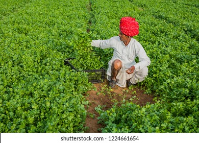 Rajasthan, India,March,11,2007: Elderly Farmer In Traditional Dress Harvesting Coriander, Dhania, Green  Vegetable  In Black Plastic Basket In His Farm With Green Background ,Rajasthan, India,Asia