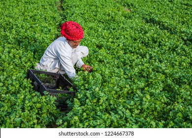 Rajasthan, India,March,11,2007:  Elderly Farmer In Traditional Dress Harvesting Coriander, Dhania  Green  Plants In Black Plastic Basket With Green Background In His Farm Rajasthan, India,Asia