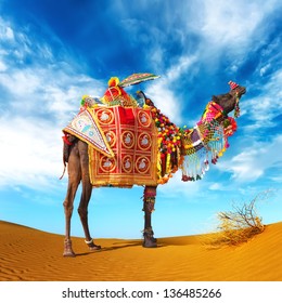 Rajasthan Indian Camel. Travel to India photography