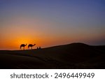 Rajasthan - Indian cameleers (camel drivers) with camel silhouette in Sam sand dunes of Thar desert on sunset. Jaisalmer, Rajasthan, India, Asia. Travel background.