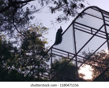 Rajiv Gandhi Zoological Park,Pune,India