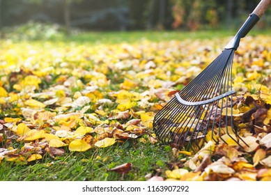 Грабли с опавшими листьями осенью. Садоводство в осенний сезон. Очистка газона от листьев.