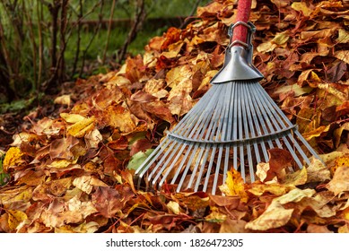 Rake the fallen leaves in the autumn. Gardening in the autumn season. Clearing the lawn of leaves.
 - Powered by Shutterstock